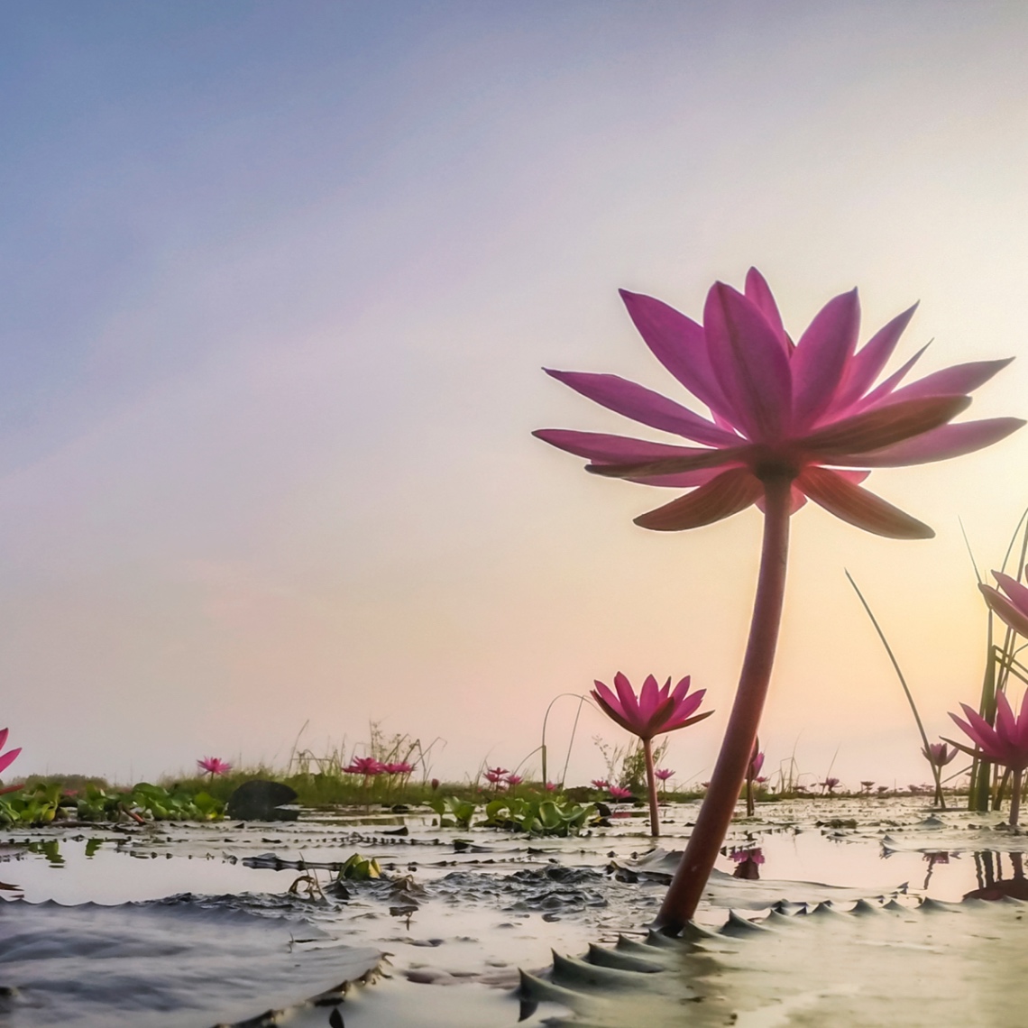 Inspiring Resilience The Lotus Flower (4m 46s) Aura