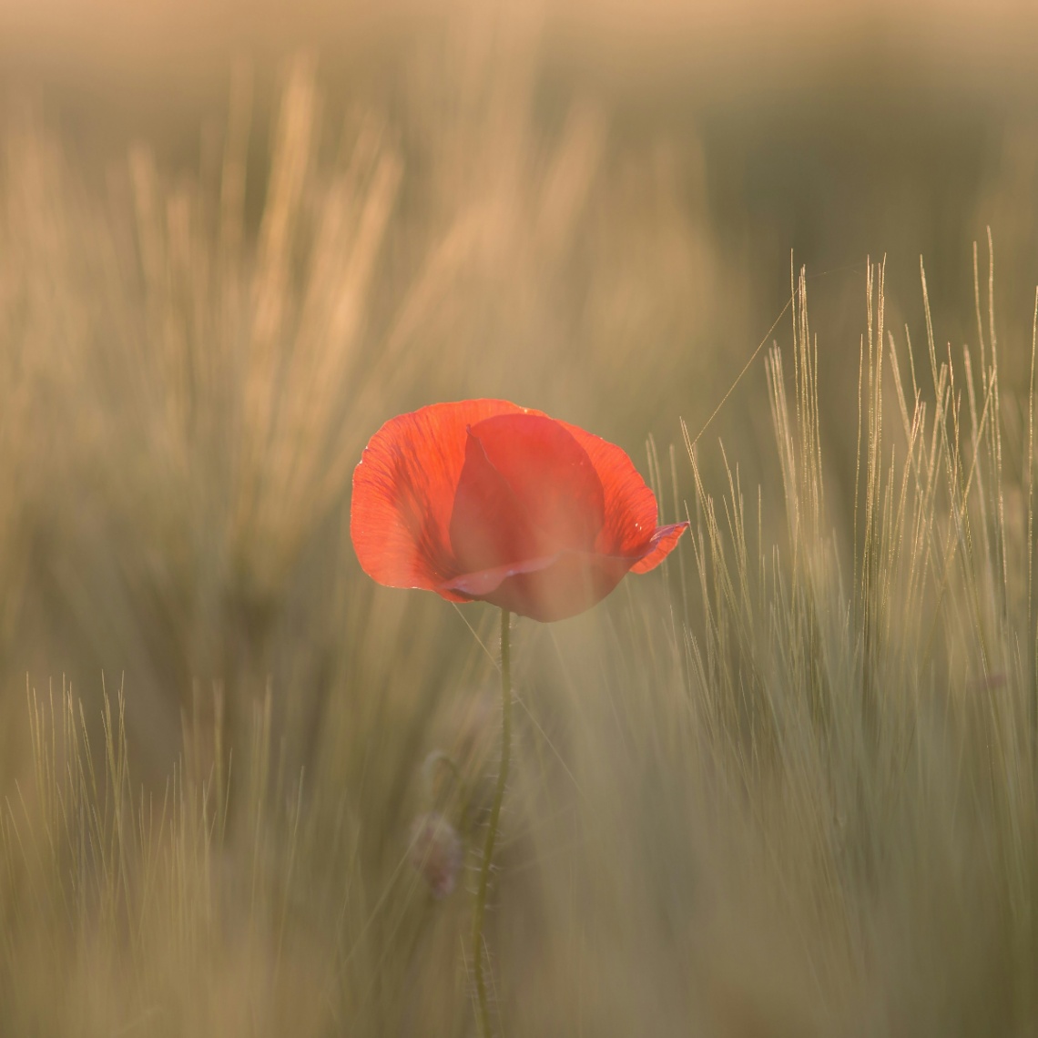 Lower Self Esteem Meaning