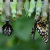 Caterpillar Turn into a Butterfly