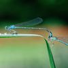 Water-bugs and Dragonflies