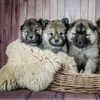 Puppies for Sale