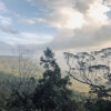 Mist On Tamborine Mountain