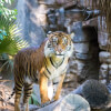 A Man Chased by a Tiger