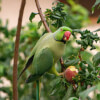 Merchant & the Parrot