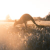 Mangrove with Koalas and Kangaroos