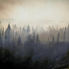 Firefighting Experiences