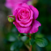 Body Love: Meditation & Visualization