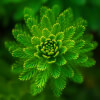 The Wisdom of Life + a Prose Meditation