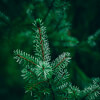 The Star - a Christmas Story