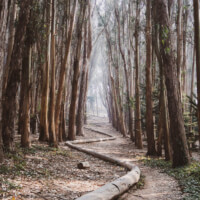 aura track